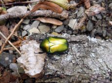 Бронзовка-кавказская_3